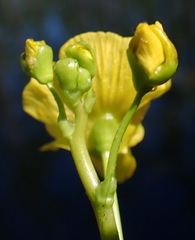 Image of Utricularia floridana