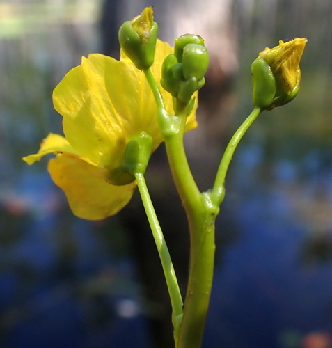 Image of Utricularia floridana by (c) mfeaver, some rights reserved (CC BY)