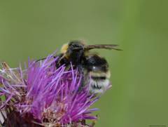 Bombus ruderatus