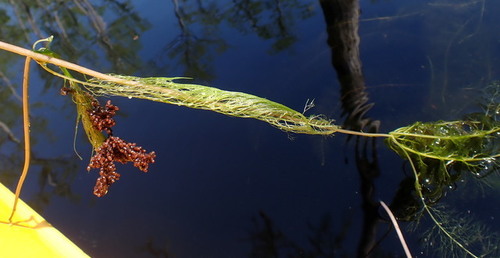 Image of Utricularia floridana by (c) mfeaver, some rights reserved (CC BY)