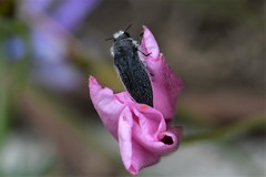 Acmaeodera cylindrica