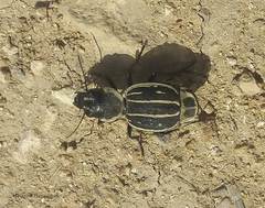 Graphipterus exclamationis