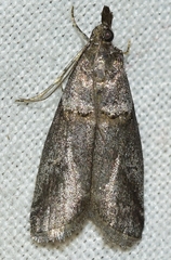 Acrobasis obliqua