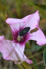 Acmaeodera cylindrica