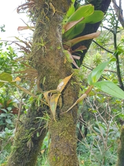 Epidendrum mutelianum