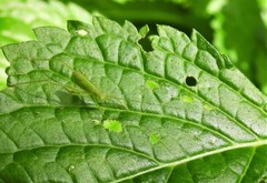 Chloroscirtus forcipatus