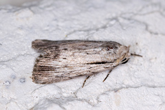 Catabenoides