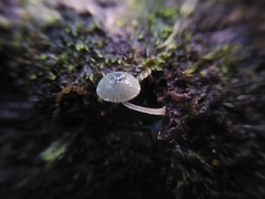 Mycena cyanocephala