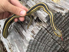 Thamnophis atratus