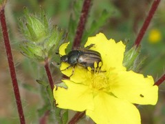 Blitopertha lineolata