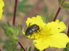 Blitopertha lineolata