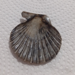 Aequipecten tehuelchus