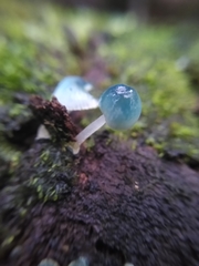 Mycena cyanocephala