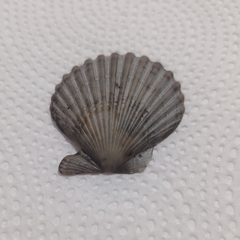 Aequipecten tehuelchus