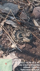 Crotalus culminatus