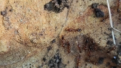 Anochetus ghilianii