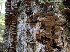 Porodaedalea cancriformans