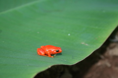 Mantella aurantiaca