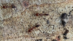 Anochetus ghilianii