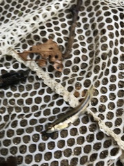 Rhinichthys atratulus