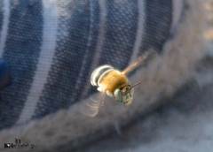 Amegilla quadrifasciata