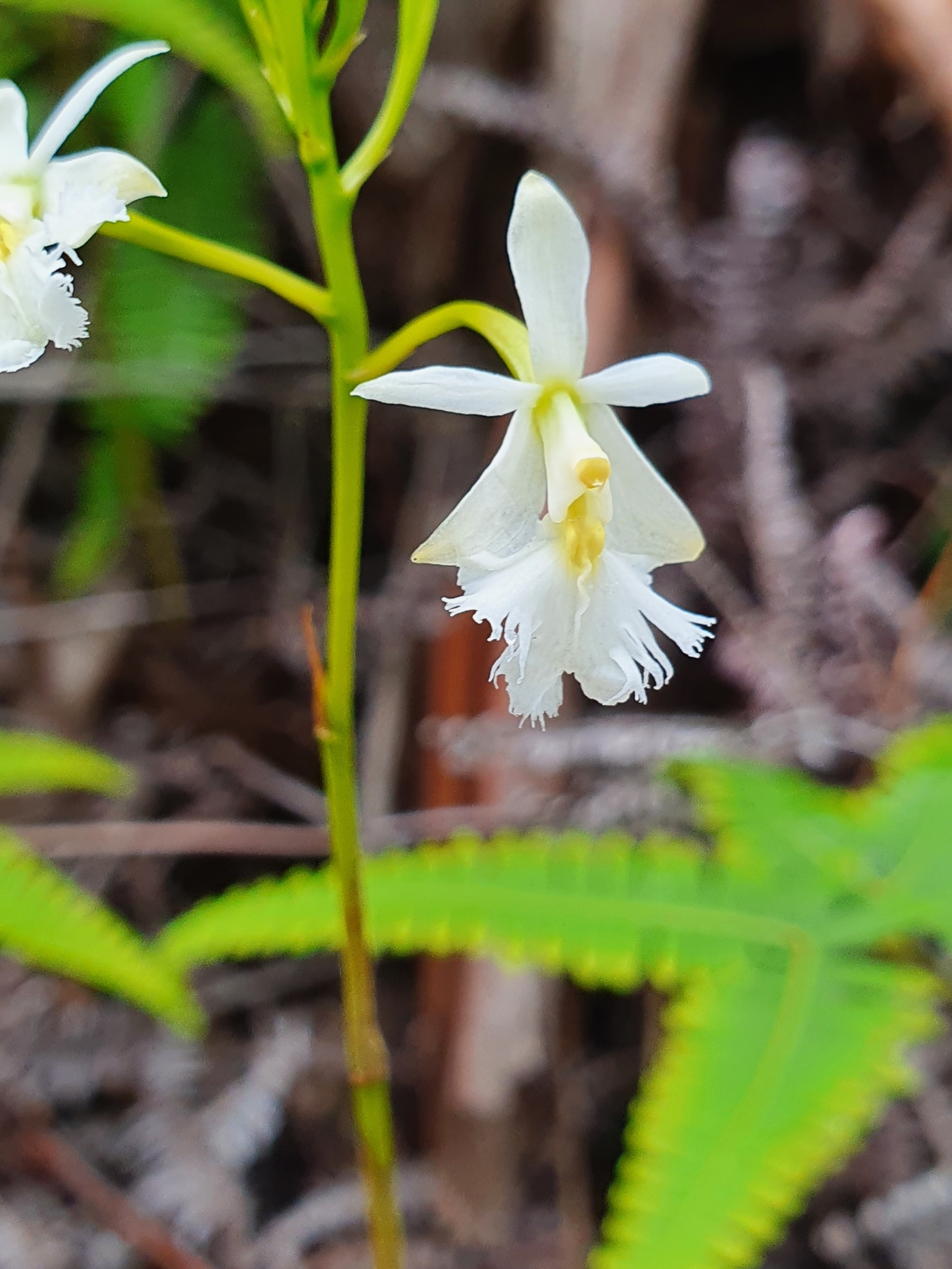 Epidendrum revertianum