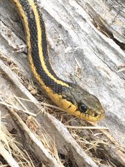 Thamnophis atratus