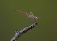 Sympetrum meridionale