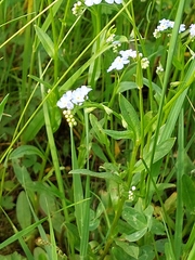 Myosotis nemorosa