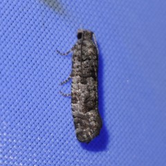 Retinia gemistrigulana