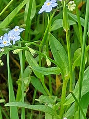 Myosotis nemorosa