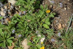 Valerianella eriocarpa