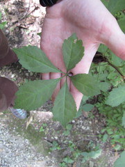 Eleutherococcus sieboldianus