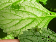 Chloroscirtus forcipatus