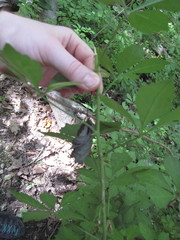 Eleutherococcus sieboldianus