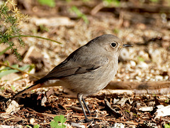 Phoenicurus ochruros