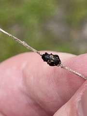 Strigoderma pygmaea