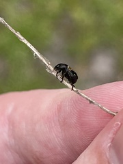 Strigoderma pygmaea