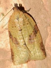 Clepsis siciliana