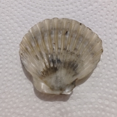 Aequipecten tehuelchus