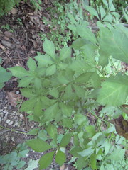 Eleutherococcus sieboldianus