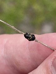 Strigoderma pygmaea