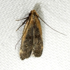 Dichomeris costarufoella