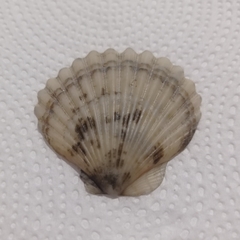 Aequipecten tehuelchus