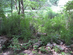 Eleutherococcus sieboldianus