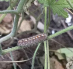Paracles fusca