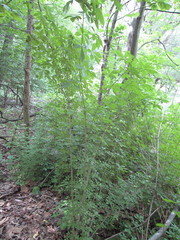 Eleutherococcus sieboldianus