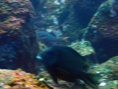 Microspathodon bairdii