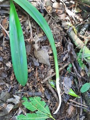 Hippeastrum reticulatum