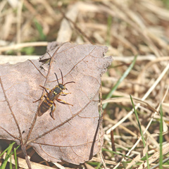 Nomada luteoloides